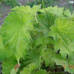 Heuchera villosa var. macrorhiza - Purperklokje