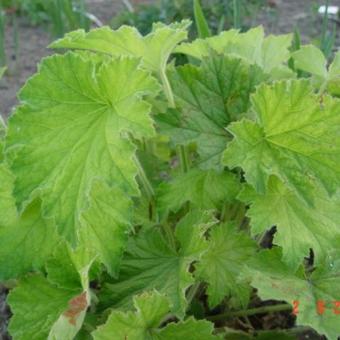 Heuchera villosa var. macrorhiza