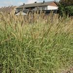 Pennisetum incomptum - Lampenpoetsersgras