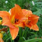 Hemerocallis 'Mauna Loa' - Daglelie