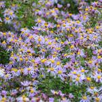 Aster JS 'Eleven Purple' - Herfstaster