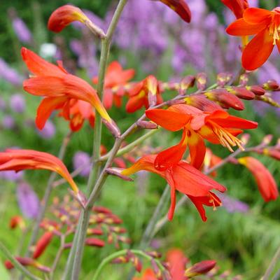 Montbretia - Crocosmia x crocosmiiflora 'Emberglow'