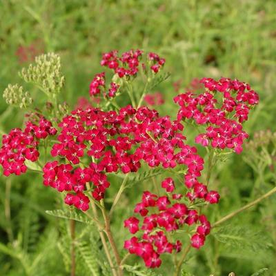 Duizendblad - Achillea millefolium 'Summerwine'