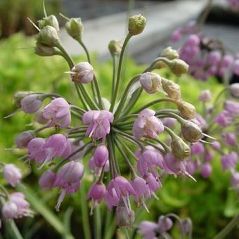 Allium cernuum