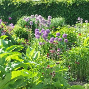 Allium 'Gladiator'