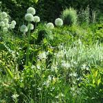 Allium 'Mont Blanc' - Sierui - Allium 'Mont Blanc'