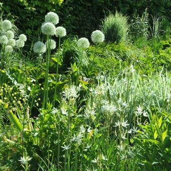 Allium 'Mont Blanc'