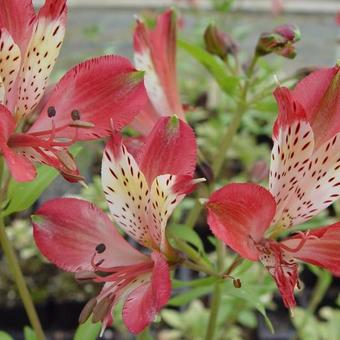 Alstroemeria 'Freedom'