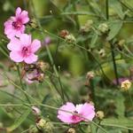 Stokroos (Hennepbladstokroos) - Althaea cannabina