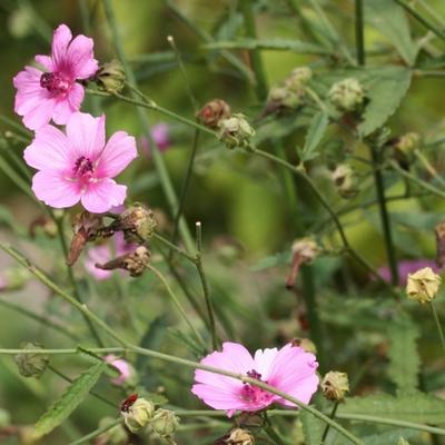 Althaea cannabina - Stokroos (Hennepbladstokroos)