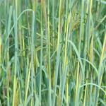 Andropogon gerardii 'Yellow Arrow' - Baardgras - Andropogon gerardii 'Yellow Arrow'