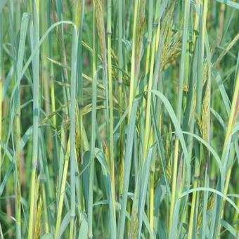 Andropogon gerardii 'Yellow Arrow'