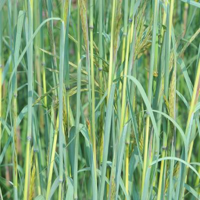 Baardgras - Andropogon gerardii 'Yellow Arrow'