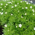 Anemone canadensis - Canadese anemoon