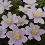 Anemone nemorosa 'Blue Beauty' - Bosanemoon