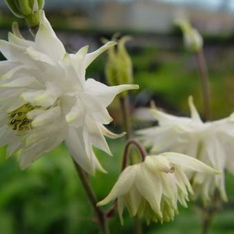 Aquilegia vulgaris 'Green Apples'