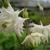 Aquilegia vulgaris 'Green Apples'