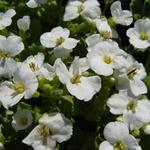 Arabis caucasica 'Snowcap' - Randjesbloem