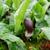 Arisarum proboscideum