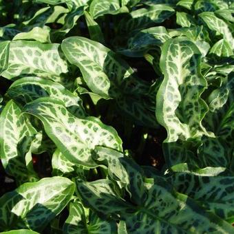 Arum italicum 'Marmoratum'