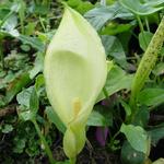 Arum maculatum - Gevlekte aronskelk