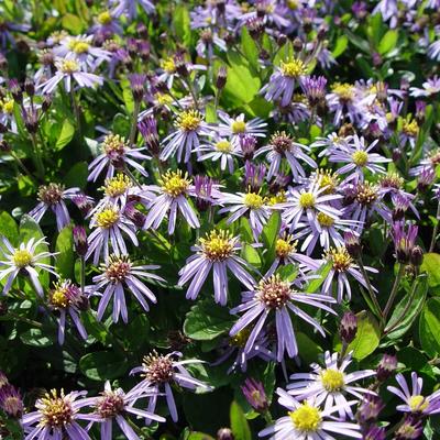 Herfstaster - Aster ageratoides 'Adustus Nanus'