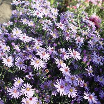 Aster cordifolius 'Blue Heaven'