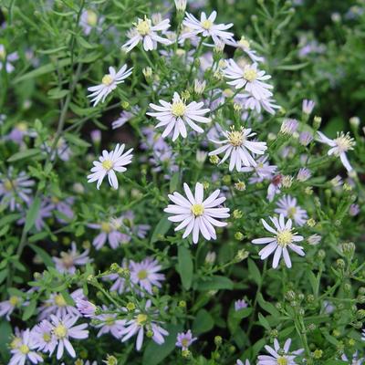 Herfstaster - Aster cordifolius 'Photograph'