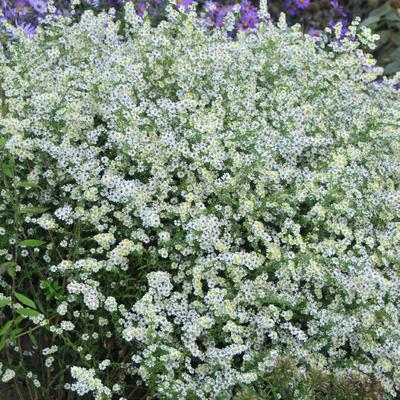 Heideaster - Aster ericoides 'Weisser Zwerg'