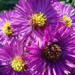 Aster novae-angliae 'Marina Wolkonsky' - Aster