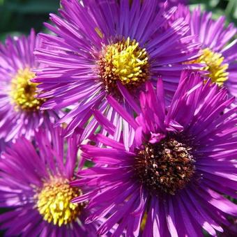 Aster novae-angliae 'Marina Wolkonsky'