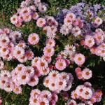 Aster novae-angliae 'Rosa Sieger' - Aster