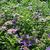 Aster oblongifolius 'October Skies'