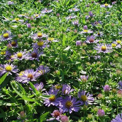 Aster - Aster oblongifolius 'October Skies'