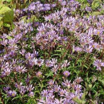 Aster radula