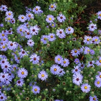 Aster turbinellus