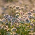 Astrantia major 'Rosa Lee' - Zeeuws knoopje