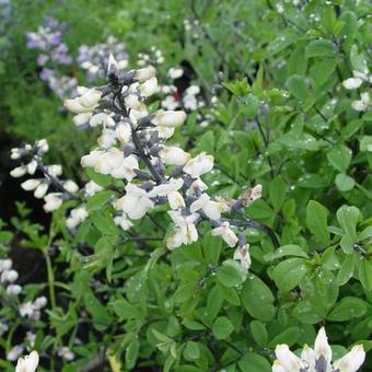 Baptisia alba 'Pendula'