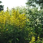 Baptisia sphaerocarpa - Gele wilde indigo