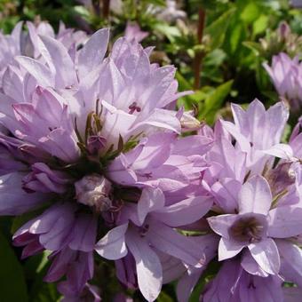 Campanula glomerata 'Caroline'