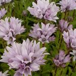 Campanula glomerata 'Emerald' - Klokjesbloem