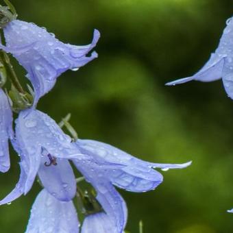 Campanula sarmatica 'Hemelstraling'