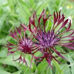 Centaurea montana 'Jordy' - Korenbloem