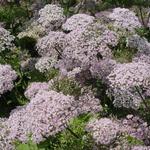 Chaerophyllum hirsutum 'Roseum' - Ribzaad