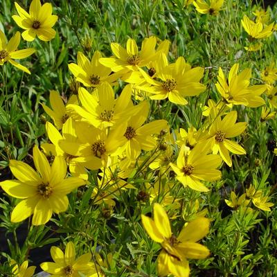 Meisjesogen - Coreopsis 'El Dorado'