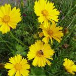 Coreopsis grandiflora 'Sunburst' - Meisjesogen