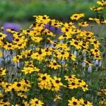 Coreopsis tripteris 'Handy Size' - Meisjesogen