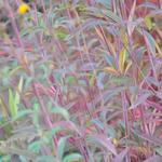 Coreopsis tripteris 'Red November' - Meisjesogen