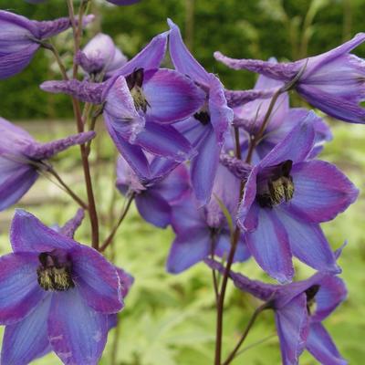 Ridderspoor - Delphinium 'Finsteraarhorn'