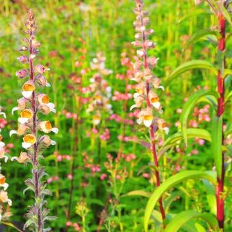 Digitalis trojana